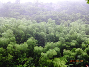 茂密翠绿的森林景观