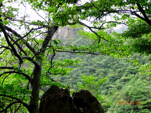 山林间繁茂绿荫景致