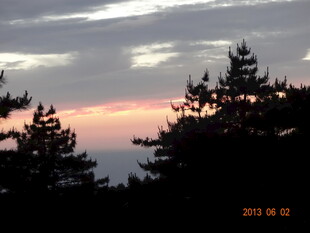 黄昏下的树梢剪影