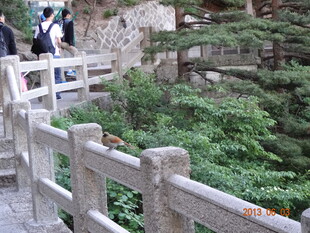 木质围栏旁的绿植景观