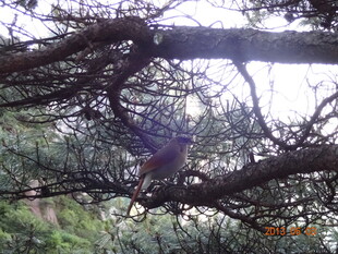 树枝间的神秘紫色身影