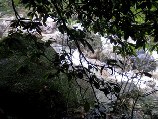 林间溪流 绿意环绕之景