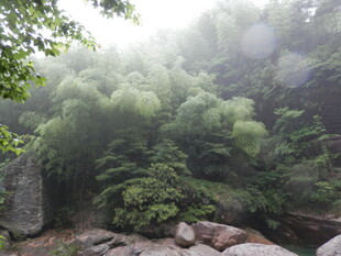 山林雾景绿意盎然