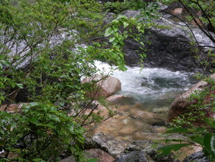 山间溪流旁的繁茂绿植