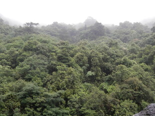 云雾缭绕的茂密森林