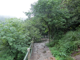 山间雨后小径 绿意盎然