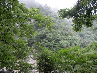 山林绿意盎然的自然景致