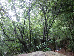 茂密树林中的自然景象