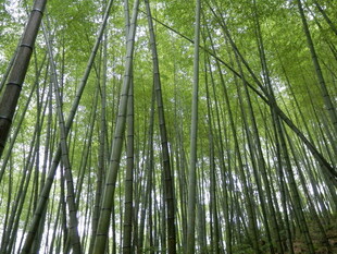 翠绿竹林 挺拔身姿