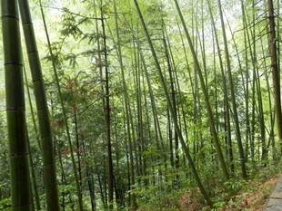 竹林小径 绿意盎然的景致