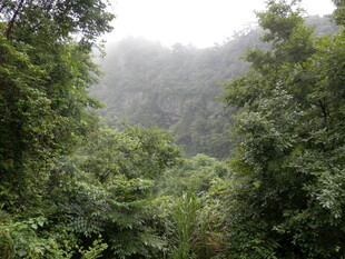 雾中葱郁山林景色