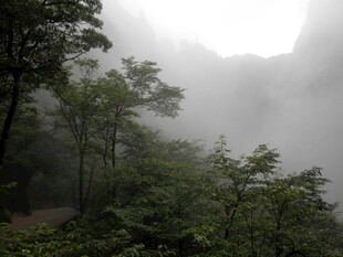 山间迷雾中的葱郁树林