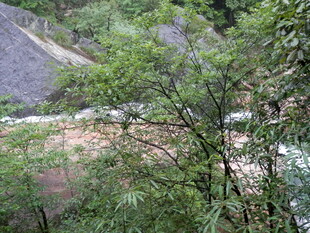 山间繁茂绿植与蜿蜒小路