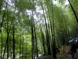 漫步竹林间的徒步之旅