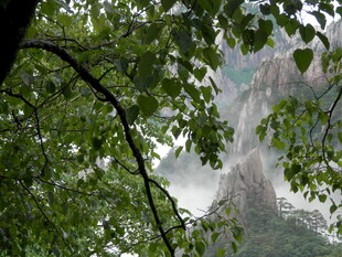 透过枝叶看瀑布景观