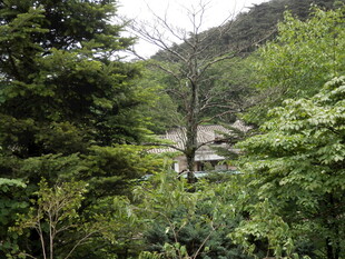 山林间的绿意景致