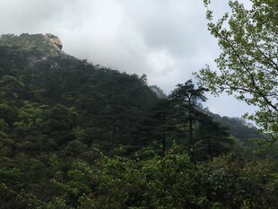 云雾缭绕的山林美景