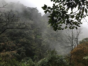 山间云雾缭绕的茂密丛林