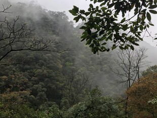 山间雾霭中的葱郁树林