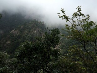 云雾缭绕的山林景致