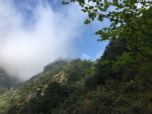 山间云雾缭绕的翠绿景致