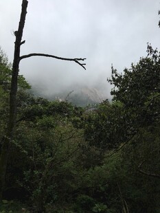 云雾缭绕的山林景色