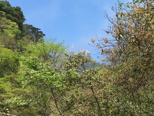 山林绿意盎然的自然景致