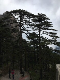 山间松景与漫步人群