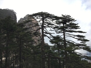 山间挺拔松树景观