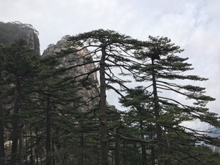 山间挺拔松树景观