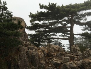 岩石上的挺拔松树