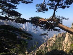 黄山奇松壮美山景
