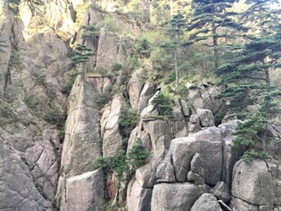 险峻山石间的翠绿生机