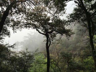 山林雾景 树木葱茏