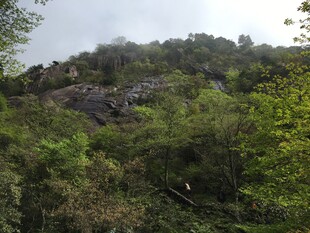 山林间繁茂的植被景观