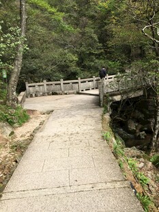 林间步道 静谧自然之景