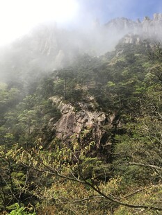 云雾缭绕的山林美景