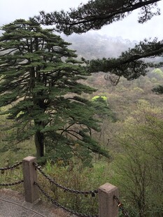 山间苍松 云雾环绕景致美