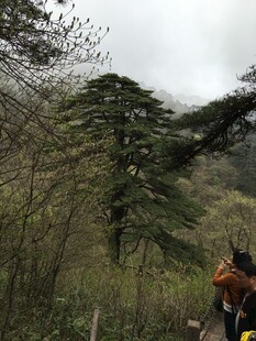 山林中徒步者与挺拔松树