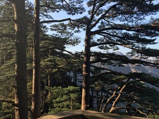 山林间挺拔的树木景观