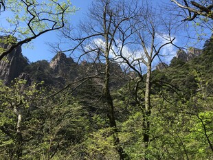 山林春色 山峦隐于绿意间