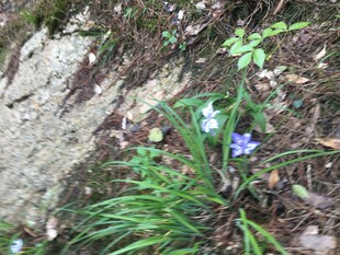 岩石边绽放的蓝色小花