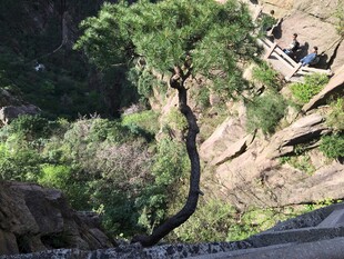 山间遒劲孤树 石阶相伴