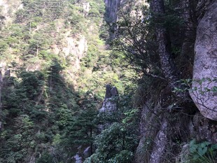 山间峭壁旁的葱郁植被