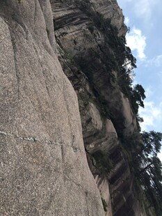 陡峭山壁上的顽强植被
