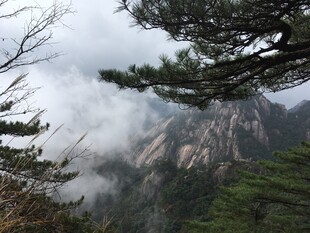 黄山云雾中的苍松美景