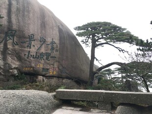 黄山巨石旁的苍劲松树