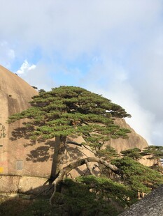 黄山奇松傲立山间