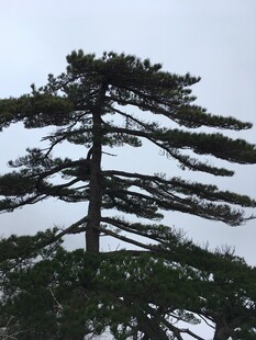 挺拔松树傲立天际