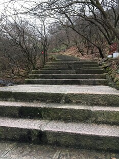 林间石阶 静谧冬日景致